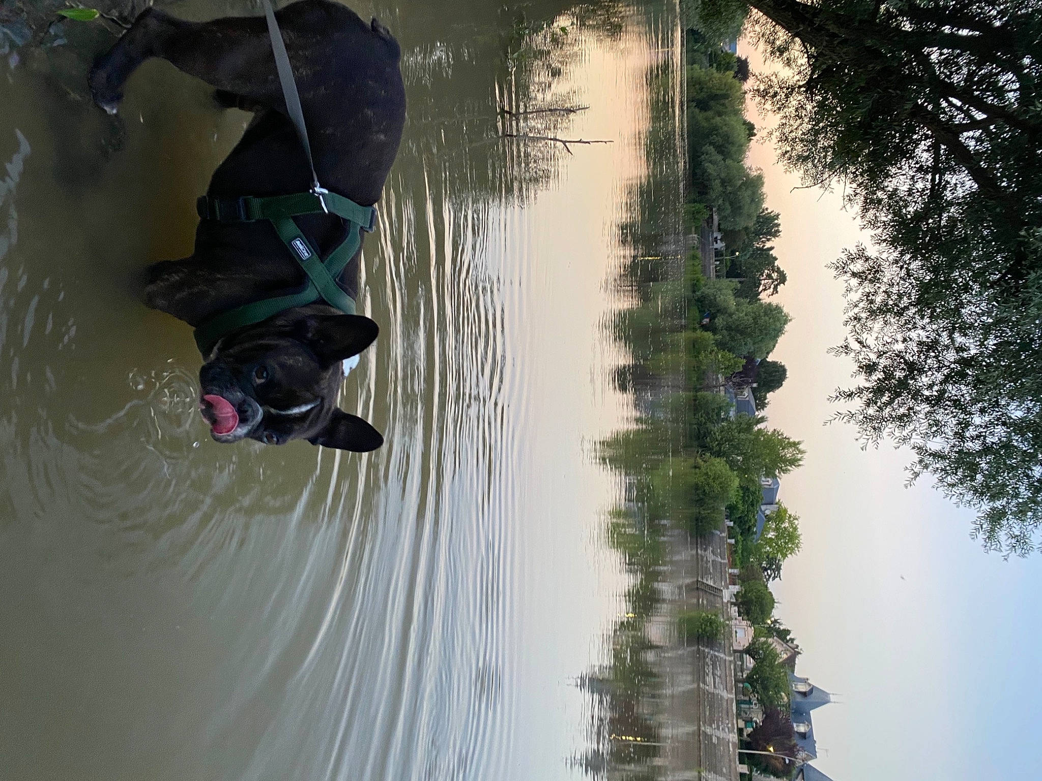 Tyson participe au concours pour gagner de l'argent avec cette photo : _geese_and_swans, body_of_water, carnivore, dog, ducks, grass, lake, leisure, plant, recreation, reflection, sky, sporting_group, tints_and_shades, tree, water, watercourse, waterfowl, waterway, wetland