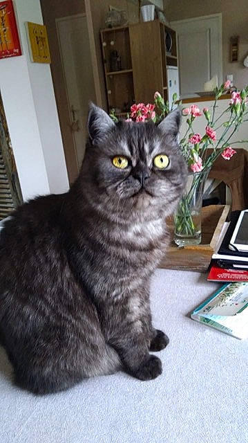 Oscar participe au concours pour gagner de l'argent avec cette photo : american_shorthair, asian, british_longhair, british_semi_longhair, british_shorthair, carnivore, cat, chartreux, domestic_short_haired_cat, european_shorthair, felidae, kitten, mammal, persian, plant, scottish_fold, small_to_medium_sized_cats, tabby_cat, vertebrate, whiskers