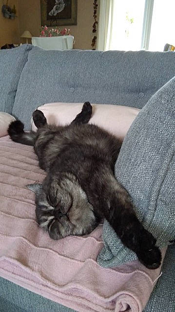 Oscar a rejoint le concours — aidez-le/la à gagner de superbes lots ! black_cat, canidae, carnivore, cat, felidae, kitten, nap, small_to_medium_sized_cats, tail