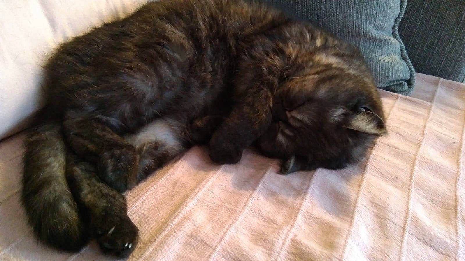 Oscar participe au concours pour gagner de l'argent avec cette photo : canidae, carnivore, cat, dog_breed, fawn, felidae, fur, mammal, nap, norwegian_forest_cat, puppy, small_to_medium_sized_cats, whiskers