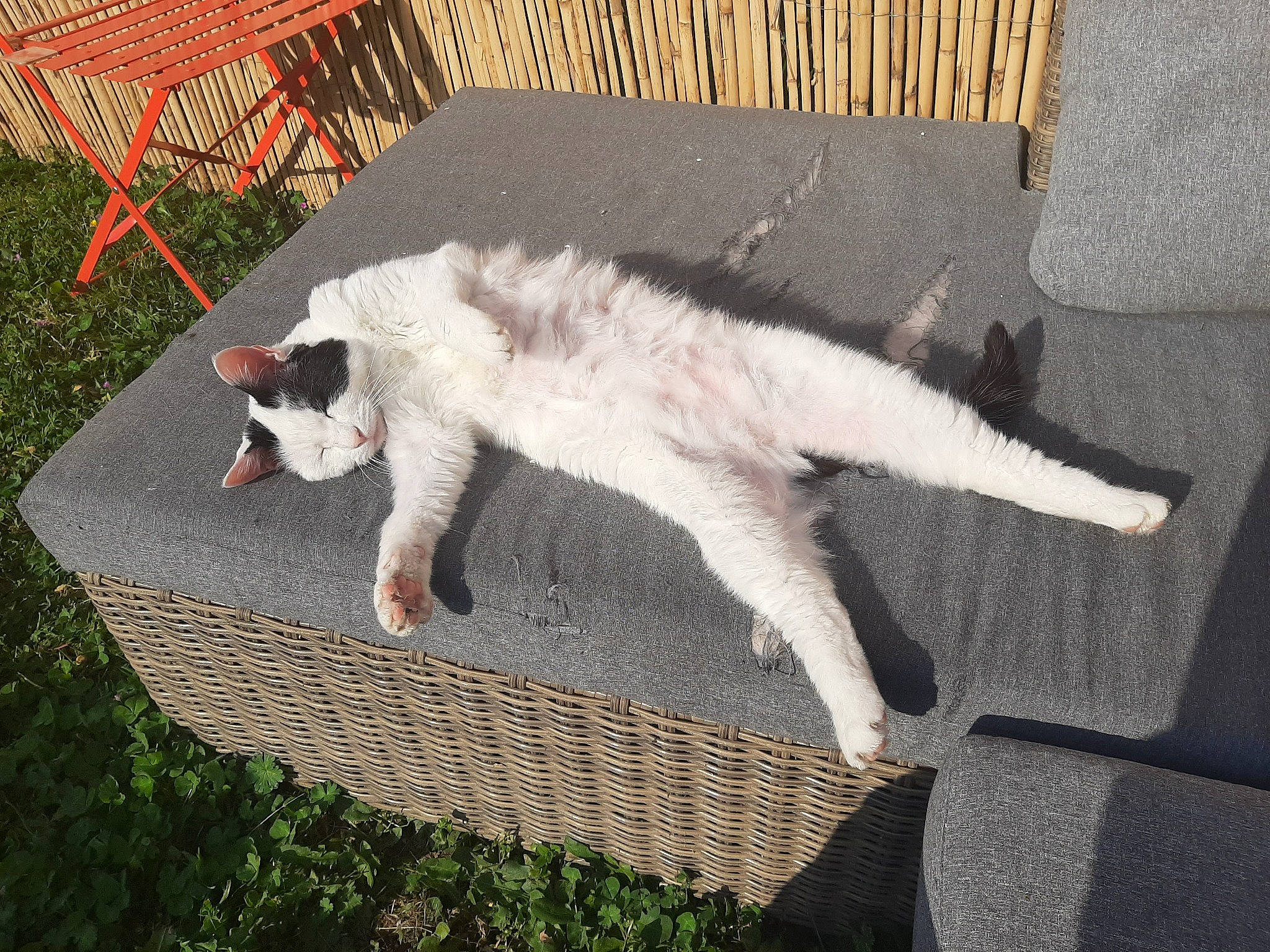 Coton a rejoint le concours — aidez-le/la à gagner de superbes lots ! carnivore, cat, chair, claw, companion_dog, dog_breed, domestic_short_haired_cat, door, fang, fawn, felidae, fur, grass, outdoor_furniture, paw, small_to_medium_sized_cats, table, tail, terrestrial_animal, whiskers