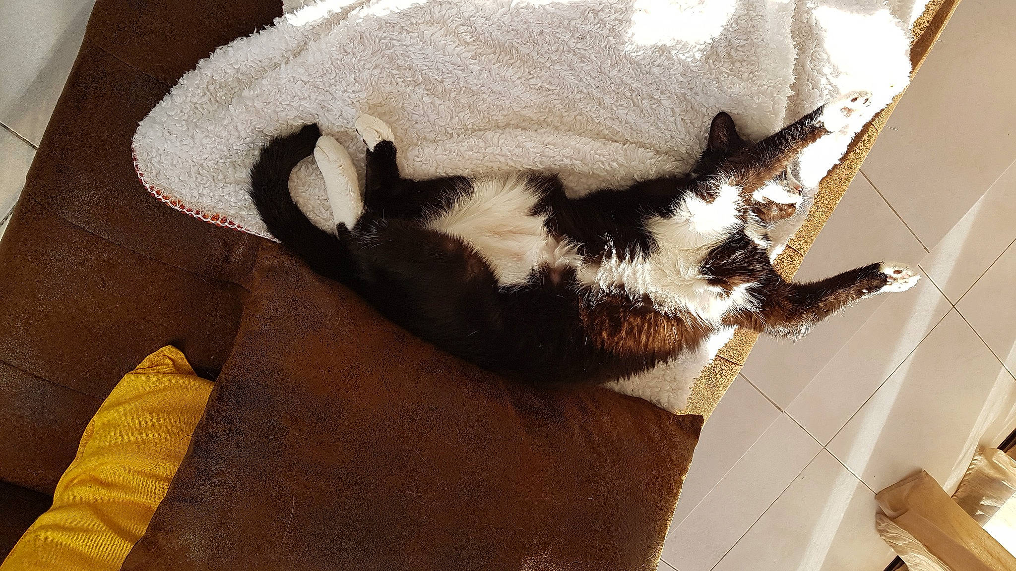 Callie a rejoint le concours — aidez-le/la à gagner de superbes lots ! canidae, carnivore, cat, cat_supply, claw, comfort, dog_breed, domestic_short_haired_cat, ear, fawn, felidae, fur, linens, paw, small_to_medium_sized_cats, snout, tail, whiskers, window, wood