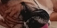Victor a rejoint le concours — aidez-le/la à gagner de superbes lots ! animal, boxer, bulldog, canine, cat, dog, face, frenchbulldog, head, person, pet, pitbull, pug, puppy, sleeping, snout