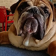 Victor a rejoint le concours — aidez-le/la à gagner de superbes lots ! animal, bulldog, carpet, close_up, cute, dog, domestic, ears, face, fur, furniture, indoor, muzzle, nose, pet, portrait, red_chair, resting, tongue, wrinkles