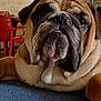 animal, bulldog, carpet, close_up, cute, dog, domestic, ears, face, fur, furniture, indoor, muzzle, nose, pet, portrait, red_chair, resting, tongue, wrinkles