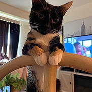 Reese is registered to the contest to win money with this photo: animal, calico, cat, chair, climbing, cozy, curious, cute, domestic, fur, furniture, houseplant, indoor, living_room, paw, pet, portrait, television, whiskers, wood