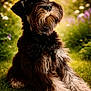dog, schnauzer, outdoor, grass, sunlight, garden, pet, animal, fur, portrait, canine, nature, blurred_background, greenery, snout, whiskers, relaxed, fluffy, daylight, cute