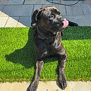 Zorro joined the competition — help win amazing prizes! dog, black_dog, tongue_out, artificial_grass, sunlight, pavement, outdoor, pet, canine, collar, shadow, resting, playful, backyard, hose, stone_tiles, summer, animal, lying_down, cute