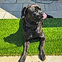 dog, black_dog, tongue_out, artificial_grass, sunlight, pavement, outdoor, pet, canine, collar, shadow, resting, playful, backyard, hose, stone_tiles, summer, animal, lying_down, cute