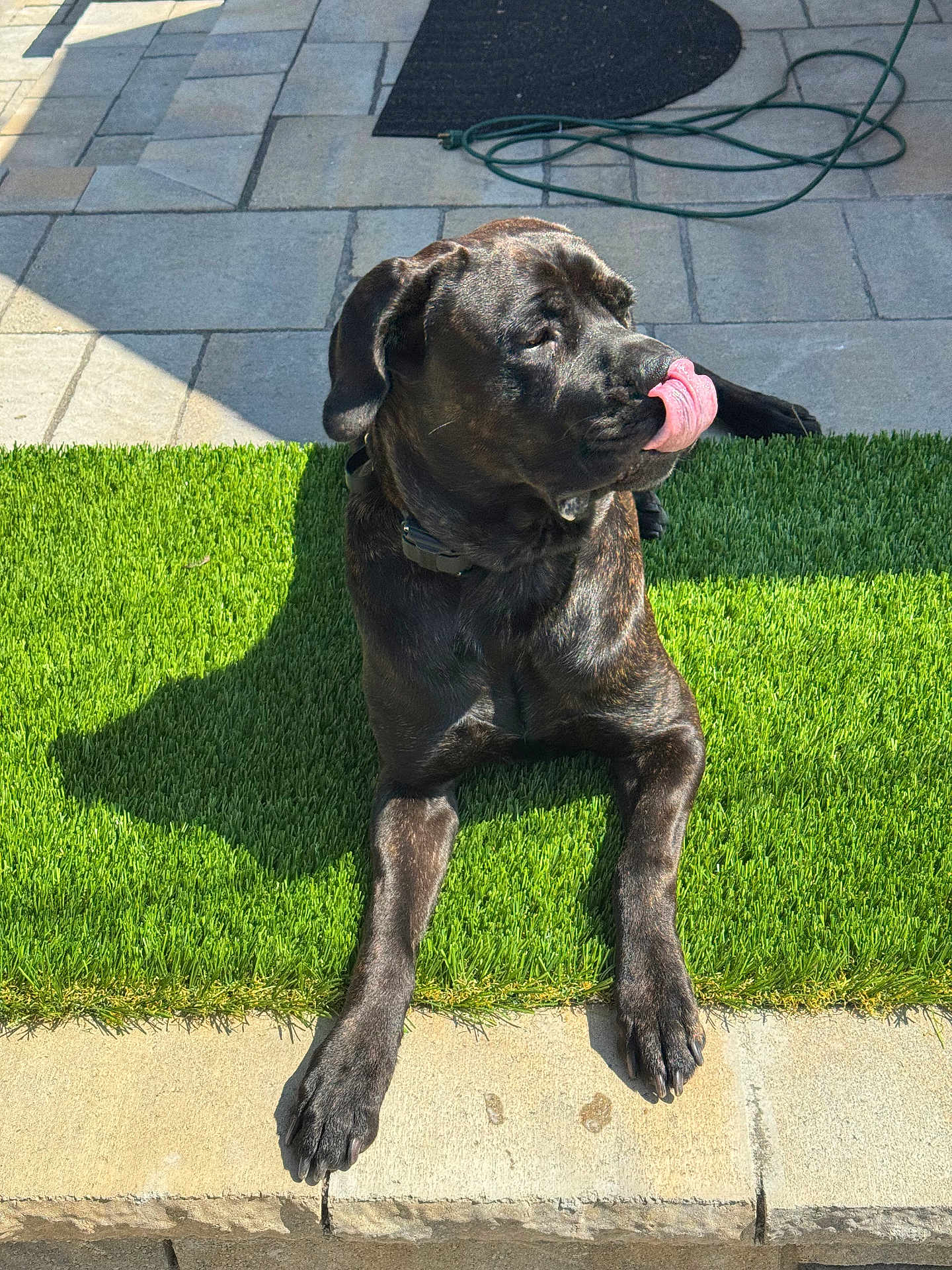 Zorro joined the competition — help win amazing prizes! dog, black_dog, tongue_out, artificial_grass, sunlight, pavement, outdoor, pet, canine, collar, shadow, resting, playful, backyard, hose, stone_tiles, summer, animal, lying_down, cute
