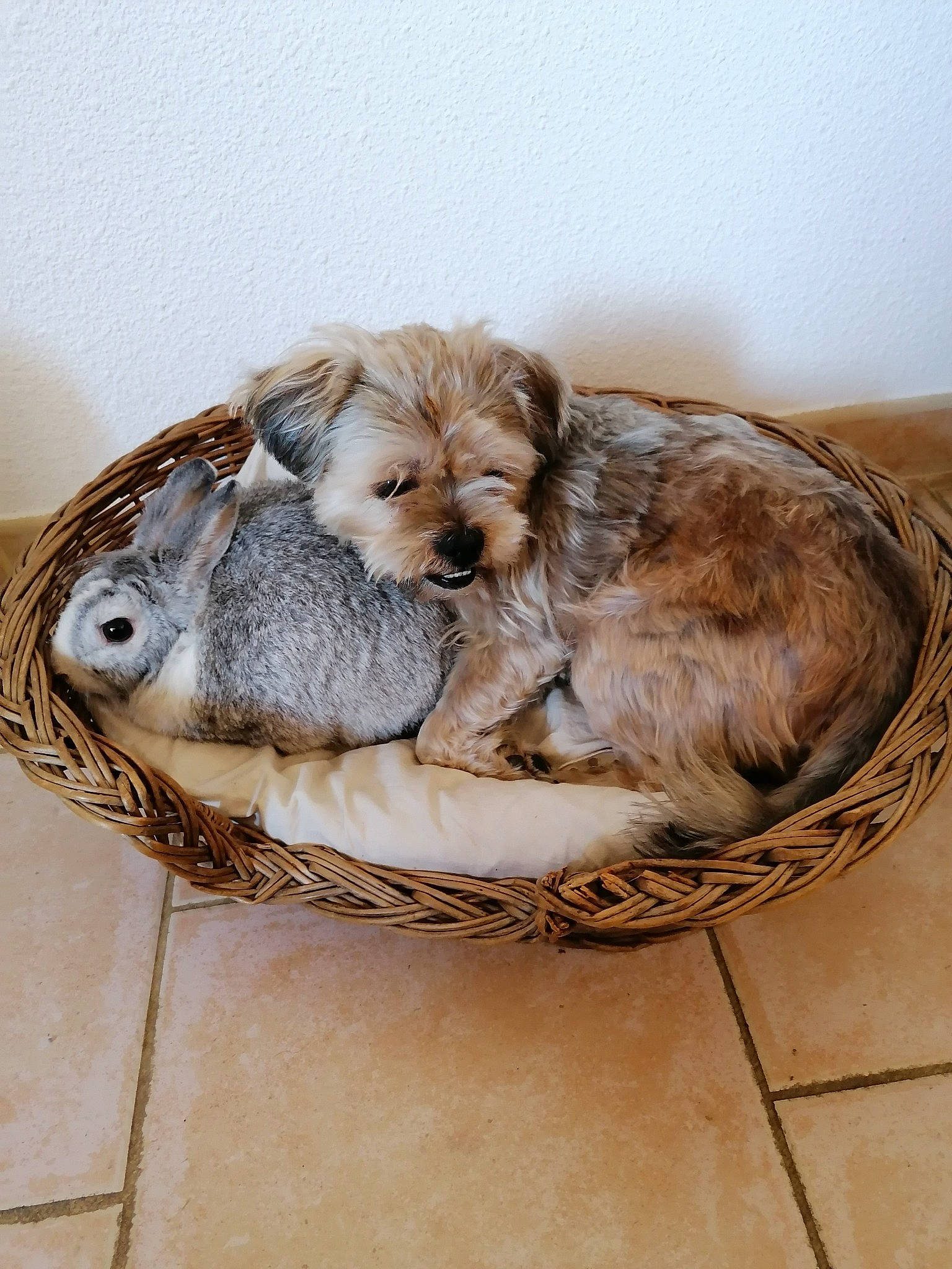 Chamallow participe au concours pour gagner de l'argent avec cette photo : canidae, carnivore, comfort, companion_dog, dog, dog_bed, dog_breed, dog_supply, fawn, felidae, fur, liver, paw, pet_supply, small_terrier, sporting_group, terrier, toy, toy_dog, working_animal