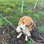 Aska participe au concours pour gagner de l'argent avec cette photo : puppy, beagle, dog, stick, grass, outdoor, playful, animal, pet, brown, white, ears, paws, nature, young, cute, chewing, ground, expression, fur