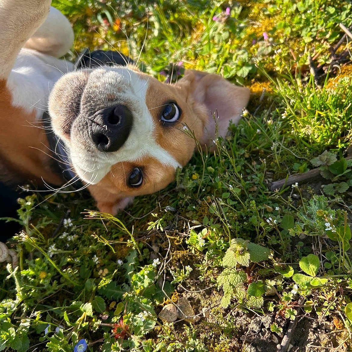 Aska participe au concours pour gagner de l'argent avec cette photo : dog, beagle, grass, wildflowers, outdoor, nature, pet, playful, lying_down, close_up, sunlight, animal, canine, ears, nose, whiskers, brown, white, black, cute