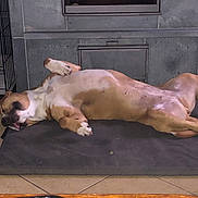Khyra a rejoint le concours — aidez-le/la à gagner de superbes lots ! american_bulldog, american_pit_bull_terrier, american_staffordshire_terrier, boerboel, canidae, carnivore, dog, dog_breed, fawn, mammal, non_sporting_group, sporting_group