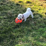 Zirka participe au concours pour gagner de l'argent avec cette photo : american_bulldog, canidae, carnivore, dog, dog_breed, dogo_argentino, grass, non_sporting_group, puppy, sporting_group, tail
