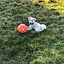 Zirka a rejoint le concours — aidez-le/la à gagner de superbes lots ! ball, canidae, carnivore, companion_dog, dog, dog_breed, grass, jack_russell_terrier, mammal, non_sporting_group, puppy, sporting_group, terrier, west_highland_white_terrier