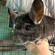 Baccardi a rejoint le concours — aidez-le/la à gagner de superbes lots ! animal_shelter, cage, chinchilla, degu, domestic_rabbit, ear, fawn, hare, mammal, rabbit, rabbits_and_hares, rodent, snout, vertebrate, whiskers