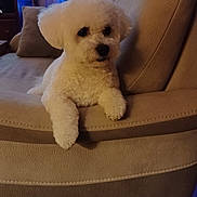 Sam a rejoint le concours — aidez-le/la à gagner de superbes lots ! animal, architecture, building, canine, chair, computerhardware, couch, cushion, dog, electronics, furniture, hardware, indoors, livingroom, monitor, pet, poodle, puppy, room, screen