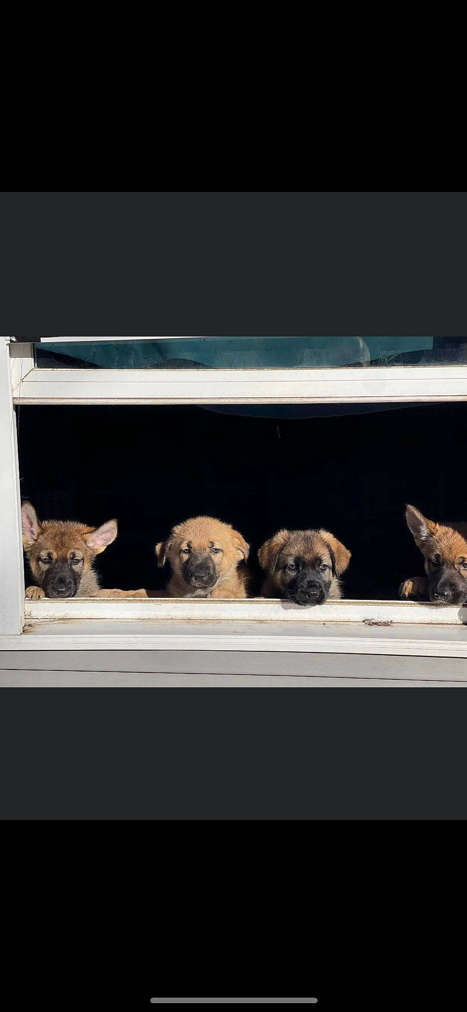 Puppies joined the competition — help win amazing prizes! canidae, carnivore, companion_dog, darkness, dog, dog_breed, fawn, fur, glass, livestock, pug, recipe, rectangle, room, snout, sporting_group, still_life_photography, terrestrial_animal, window, working_animal