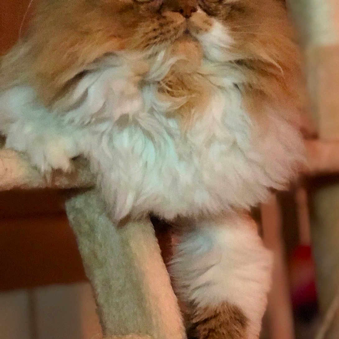 Cheddar Bob