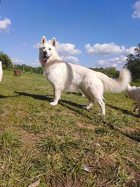 Never participe au concours pour gagner de l'argent avec cette photo : american_eskimo_dog, berger_blanc_suisse, canaan_dog, canidae, carnivore, dog, dog_breed, herding_dog, kintamani, mammal, non_sporting_group, norwegian_buhund, pungsan_dog, vertebrate, white_shepherd, working_dog