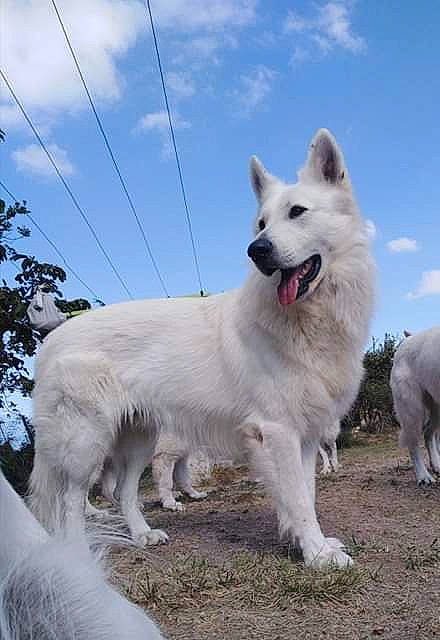 Never a rejoint le concours — aidez-le/la à gagner de superbes lots ! american_eskimo_dog, berger_blanc_suisse, canidae, carnivore, dog, dog_breed, herding_dog, kintamani, mammal, norwegian_buhund, vertebrate, white_shepherd, working_dog