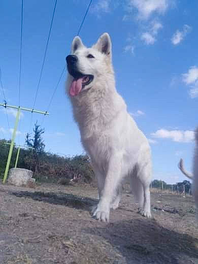 Never participe au concours pour gagner de l'argent avec cette photo : berger_blanc_suisse, canaan_dog, canidae, carnivore, dog, dog_breed, greenland_dog, herding_dog, kintamani, mammal, pungsan_dog, vertebrate, white_shepherd