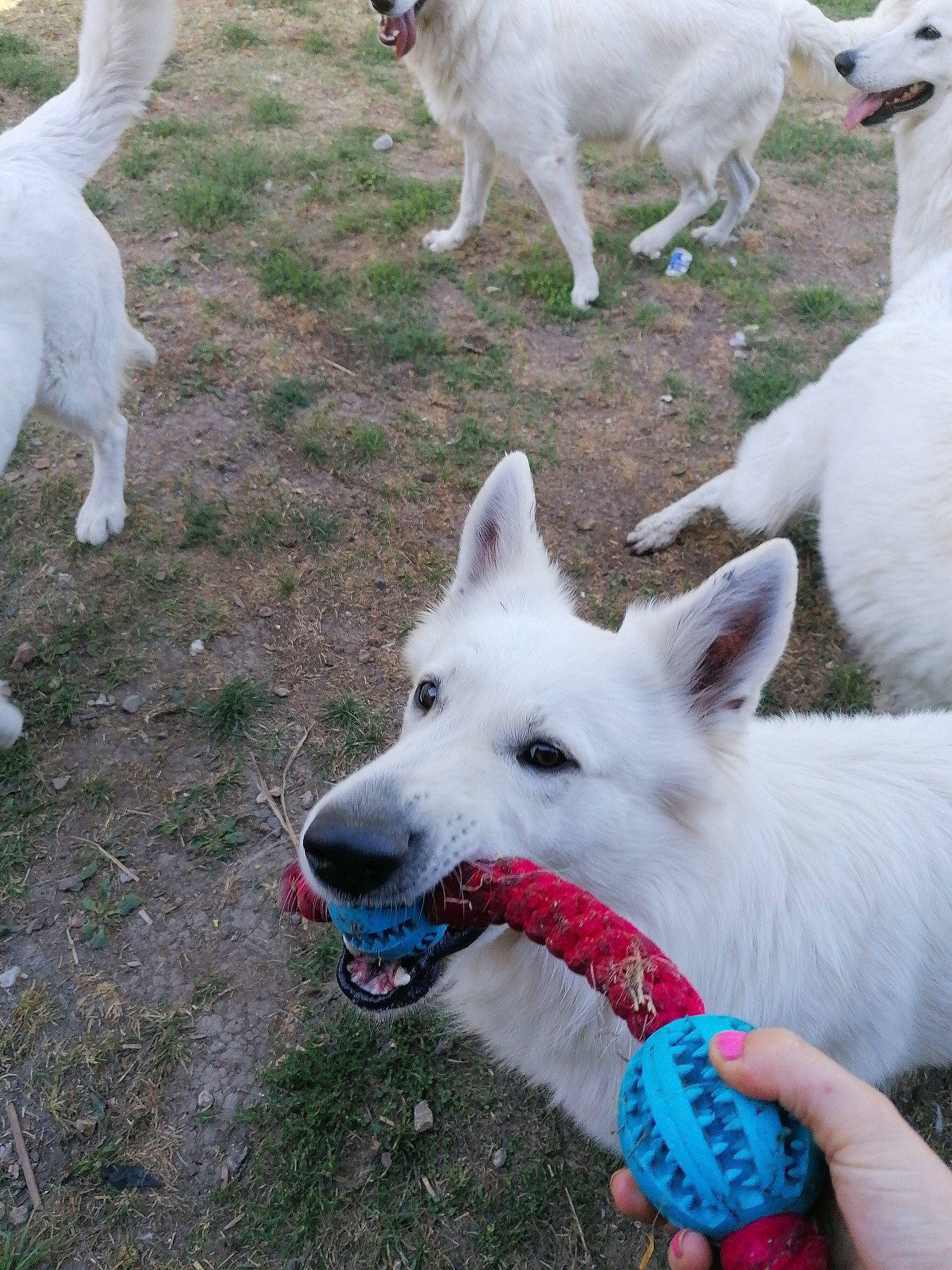 Never participe au concours pour gagner de l'argent avec cette photo : berger_blanc_suisse, canidae, carnivore, dog, dog_breed, herding_dog, korean_jindo_dog, mammal, non_sporting_group, vertebrate, white_shepherd