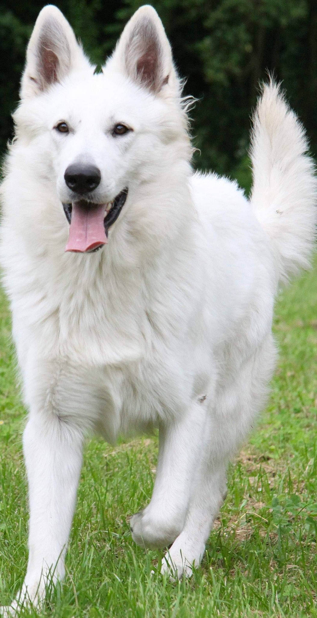 Never a rejoint le concours — aidez-le/la à gagner de superbes lots ! ancient_dog_breeds, berger_blanc_suisse, canadian_eskimo_dog, canidae, carnivore, companion_dog, dog, dog_breed, herding_dog, kintamani, mammal, rare_breed_dog, samoyed, siberian_husky, vertebrate, white_shepherd