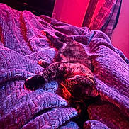 Chloe is registered to the contest to win money with this photo: animal, bed, blanket, cat, comfort, cozy, feline, fur, home, indoor, paw, peaceful, pink_light, purple_light, quiet, relaxed, resting, sleeping, soft, texture