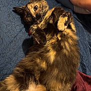 Chloe is registered to the contest to win money with this photo: animal, blanket, blue_background, cat, close_up, cozy, curious, cute, feline, fur, human_hand, indoor, lying_down, paws, pet, relaxed, resting, sleepy, tortoiseshell, whiskers
