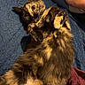 animal, blanket, blue_background, cat, close_up, cozy, curious, cute, feline, fur, human_hand, indoor, lying_down, paws, pet, relaxed, resting, sleepy, tortoiseshell, whiskers