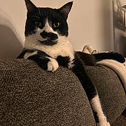 Mr Toast joined the competition — help win amazing prizes! animal, black_and_white, cat, couch, cozy, domestic_cat, feline, fur, home, indoor, living_room, lounging, mustache_marking, paw, pet, portrait, relaxed, resting, texture, whiskers