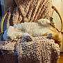 Pastel a rejoint le concours — aidez-le/la à gagner de superbes lots ! animal, blanket, cat, chair, comfort, cozy, cute, feline, fur, home, indoor, orange, pet, relaxed, resting, sleeping, soft, texture, white, wicker