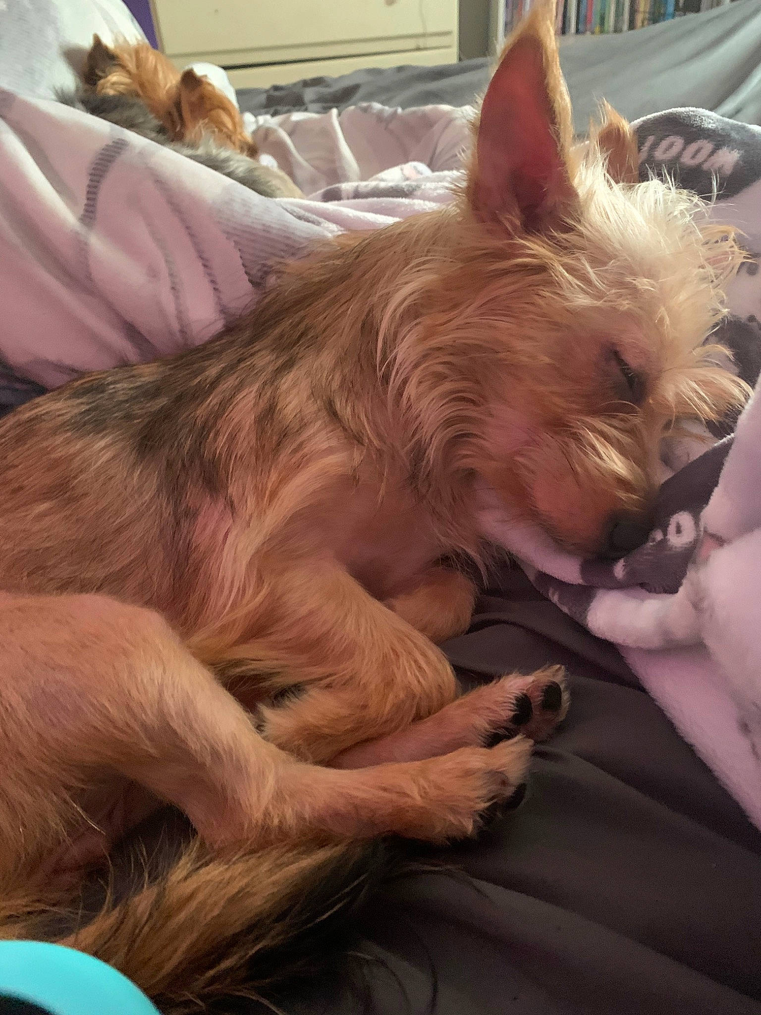 Mia joined the competition — help win amazing prizes! canidae, carnivore, cat, companion_dog, dog_breed, ear, fawn, felidae, terrier, whiskers, yorkshire_terrier