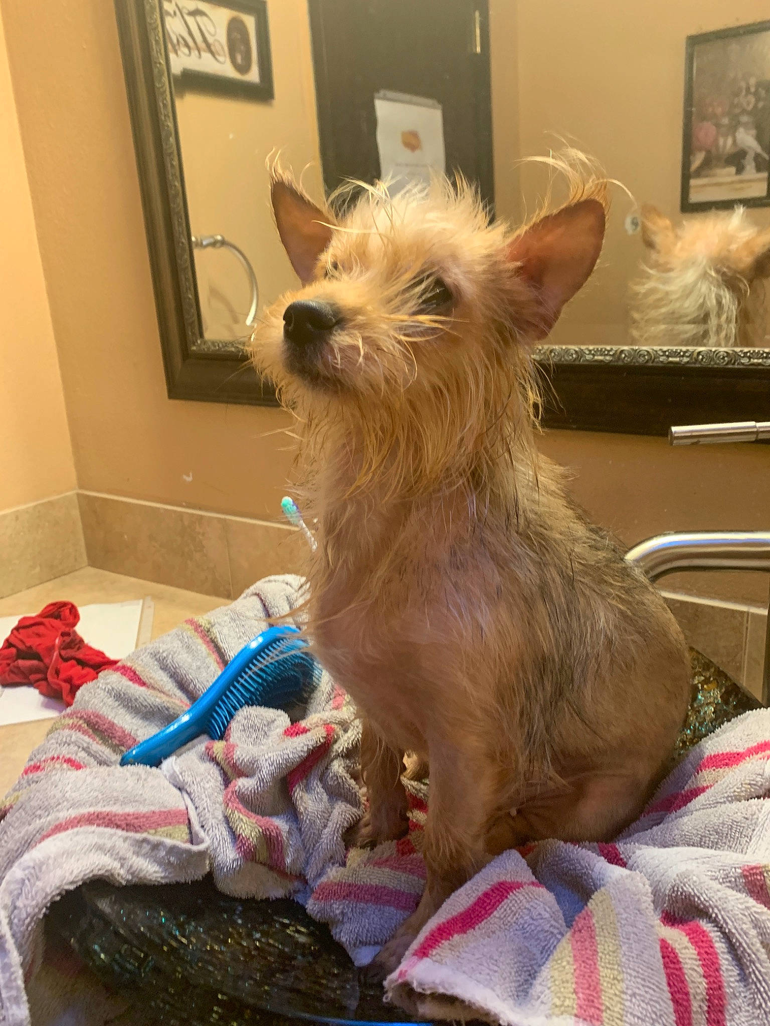 Mia is registered to the contest to win money with this photo: australian_silky_terrier, australian_terrier, cairn_terrier, canidae, carnivore, companion_dog, dog, dog_breed, ear, glen_of_imaal_terrier, mammal, norwich_terrier, rare_breed_dog, small_terrier, snout, terrier, toy_dog, vertebrate, west_highland_white_terrier, yorkshire_terrier