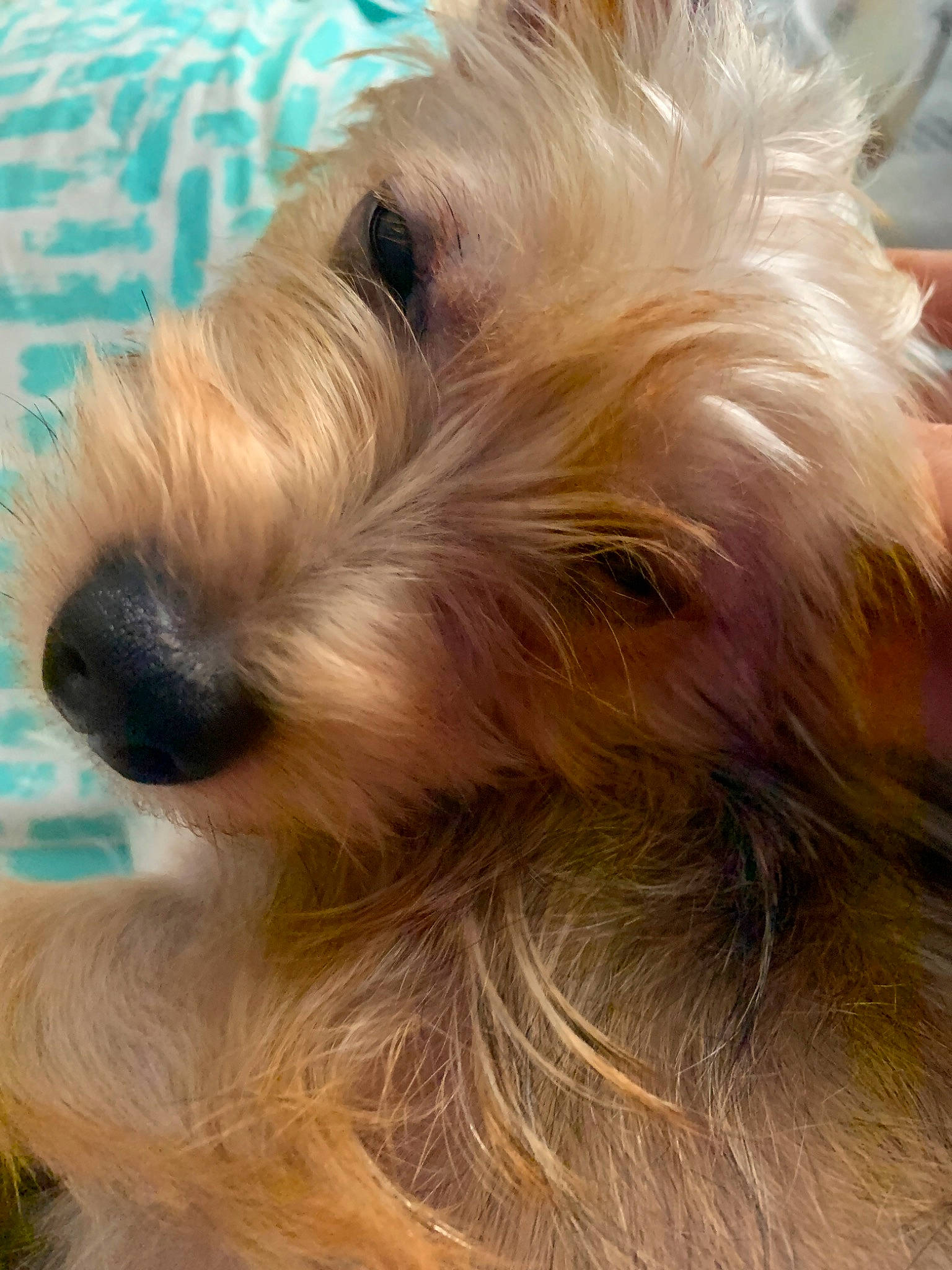 Mia joined the competition — help win amazing prizes! australian_silky_terrier, australian_terrier, bosnian_coarse_haired_hound, cairn_terrier, canidae, carnivore, companion_dog, dog, dog_breed, dutch_smoushond, glen_of_imaal_terrier, irish_soft_coated_wheaten_terrier, mammal, norfolk_terrier, rare_breed_dog, small_terrier, snout, sporting_lucas_terrier, terrier, vertebrate