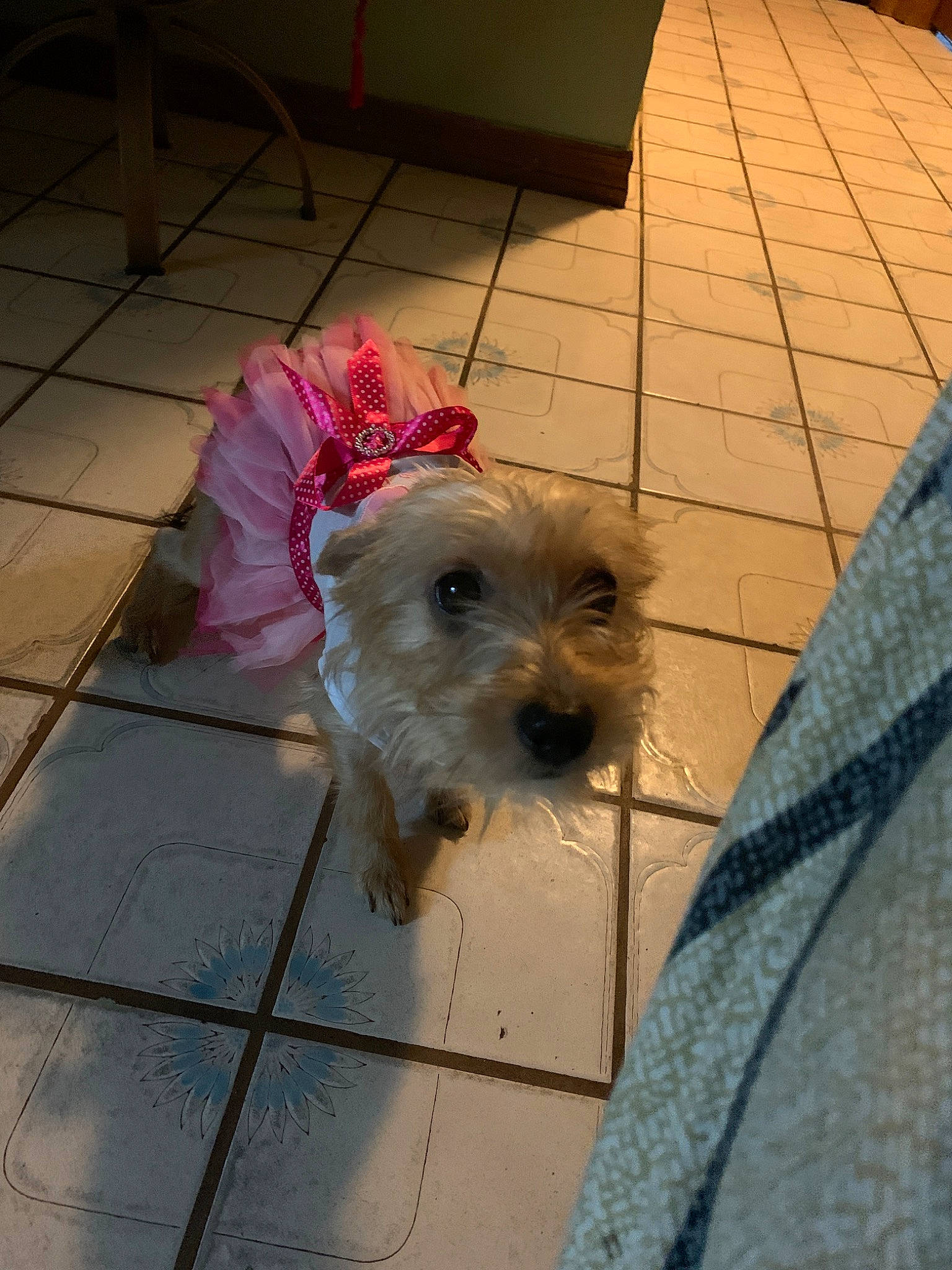 Mia is registered to the contest to win money with this photo: cairn_terrier, canidae, carnivore, companion_dog, dog, dog_breed, dutch_smoushond, glen_of_imaal_terrier, mammal, morkie, rare_breed_dog, schnoodle, small_terrier, snout, sporting_group, sporting_lucas_terrier, terrier, toy_dog, vertebrate, west_highland_white_terrier