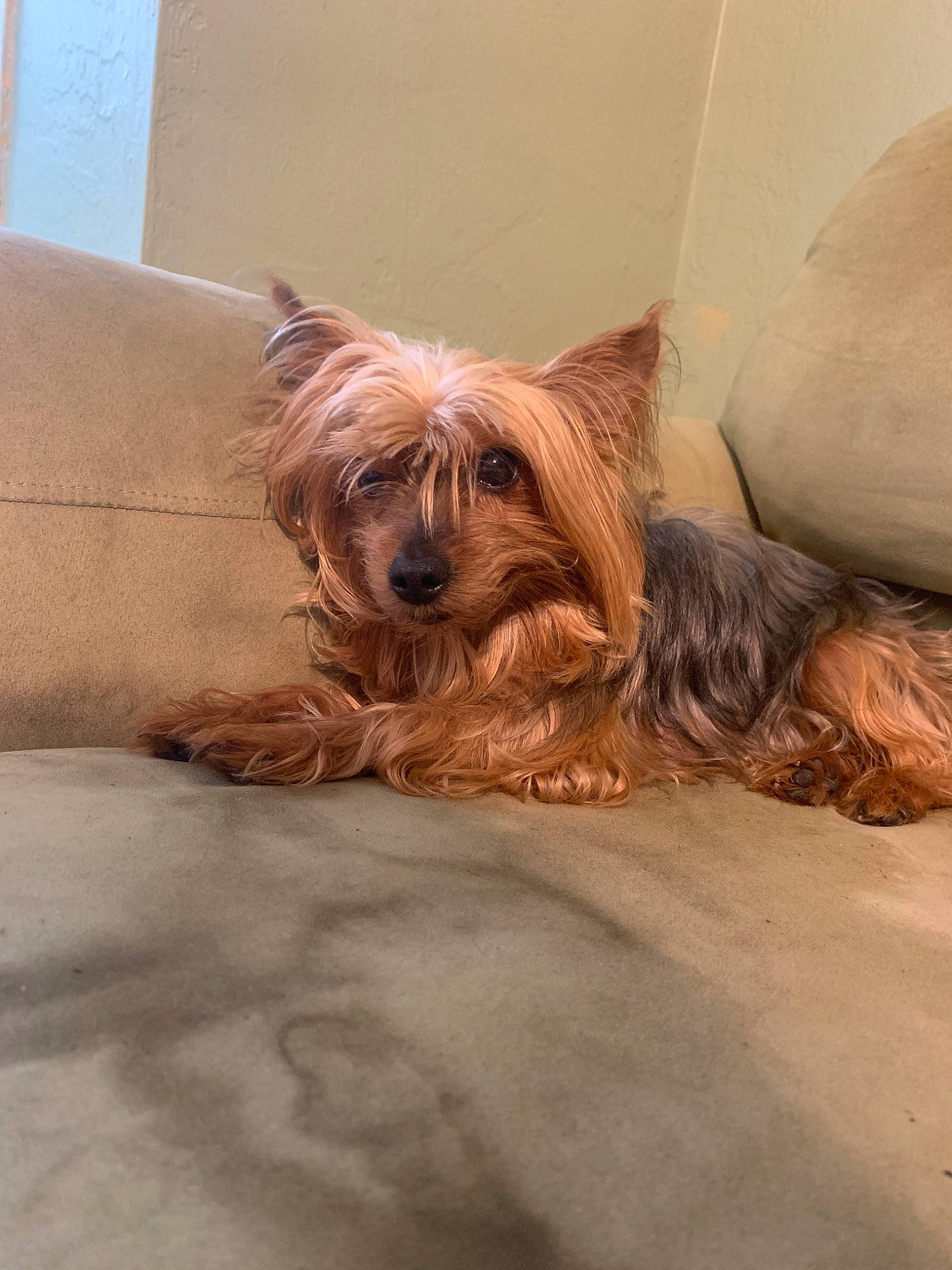 Jojo is registered to the contest to win money with this photo: australian_silky_terrier, australian_terrier, biewer_terrier, cairn_terrier, canidae, carnivore, companion_dog, dog, dog_breed, fawn, mammal, morkie, norfolk_terrier, puppy, rare_breed_dog, small_terrier, terrier, toy_dog, vertebrate, yorkshire_terrier