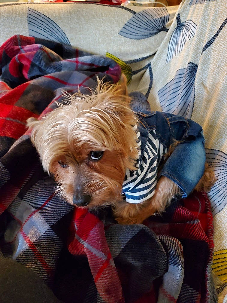 Jojo joined the competition — help win amazing prizes! australian_silky_terrier, australian_terrier, biewer_terrier, canidae, carnivore, companion_dog, dog, dog_breed, dog_clothes, mammal, morkie, puppy, rare_breed_dog, small_terrier, sporting_group, terrier, toy_dog, vertebrate, yorkshire_terrier