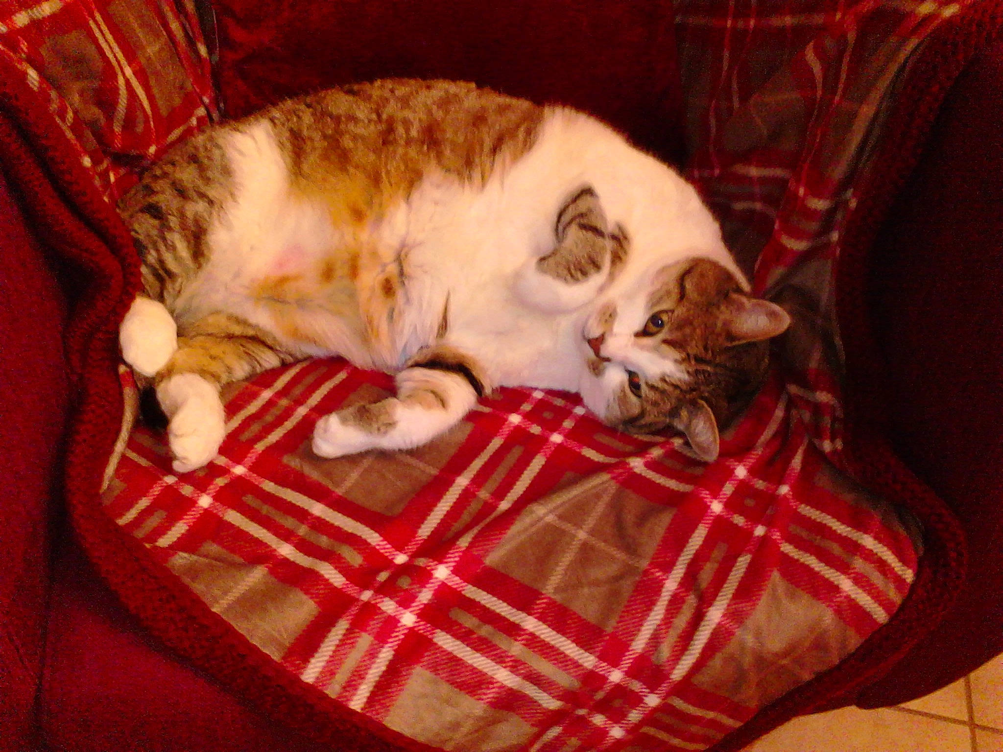 Isidor a rejoint le concours — aidez-le/la à gagner de superbes lots ! carnivore, cat, cat_supply, comfort, companion_dog, domestic_short_haired_cat, fawn, felidae, fur, linens, pattern, paw, plaid, room, small_to_medium_sized_cats, tail, tartan, textile, whiskers, wood