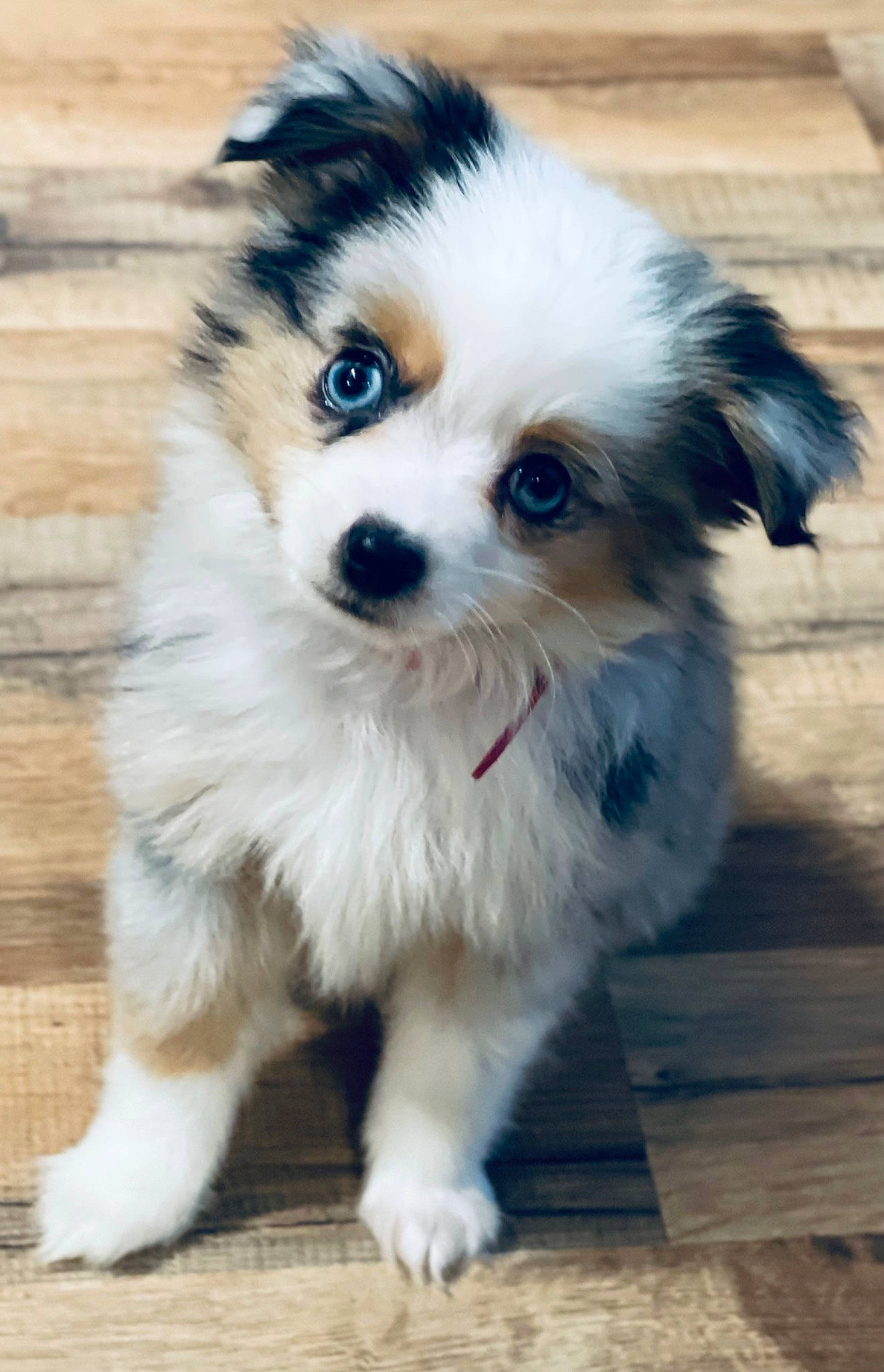 Minnie Pearl Bence is registered to the contest to win money with this photo: ancient_dog_breeds, canidae, carnivore, companion_dog, dog, dog_breed, dog_supply, fawn, fur, german_spitz_klein, non_sporting_group, papillon, puppy, snout, sporting_group, toy_dog, whiskers, wood, working_animal, working_dog