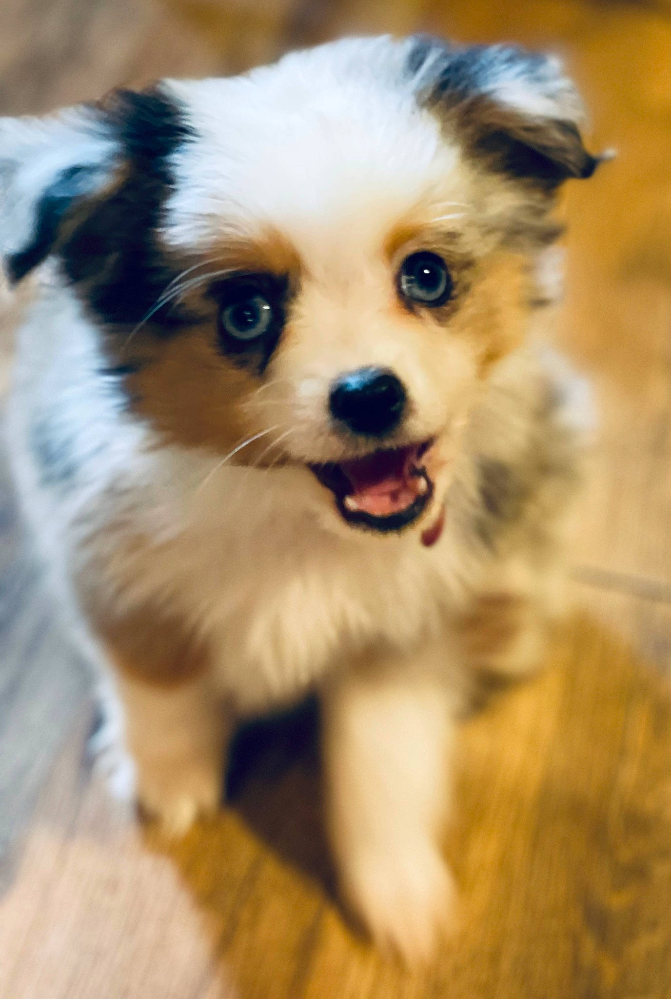 Minnie Pearl Bence joined the competition — help win amazing prizes! canidae, carnivore, companion_dog, dog, dog_breed, fawn, fur, german_spitz_klein, hardwood, non_sporting_group, plant, puppy, russkiy_toy, sporting_group, terrestrial_animal, toy_dog, whiskers, wildlife, wood, working_dog