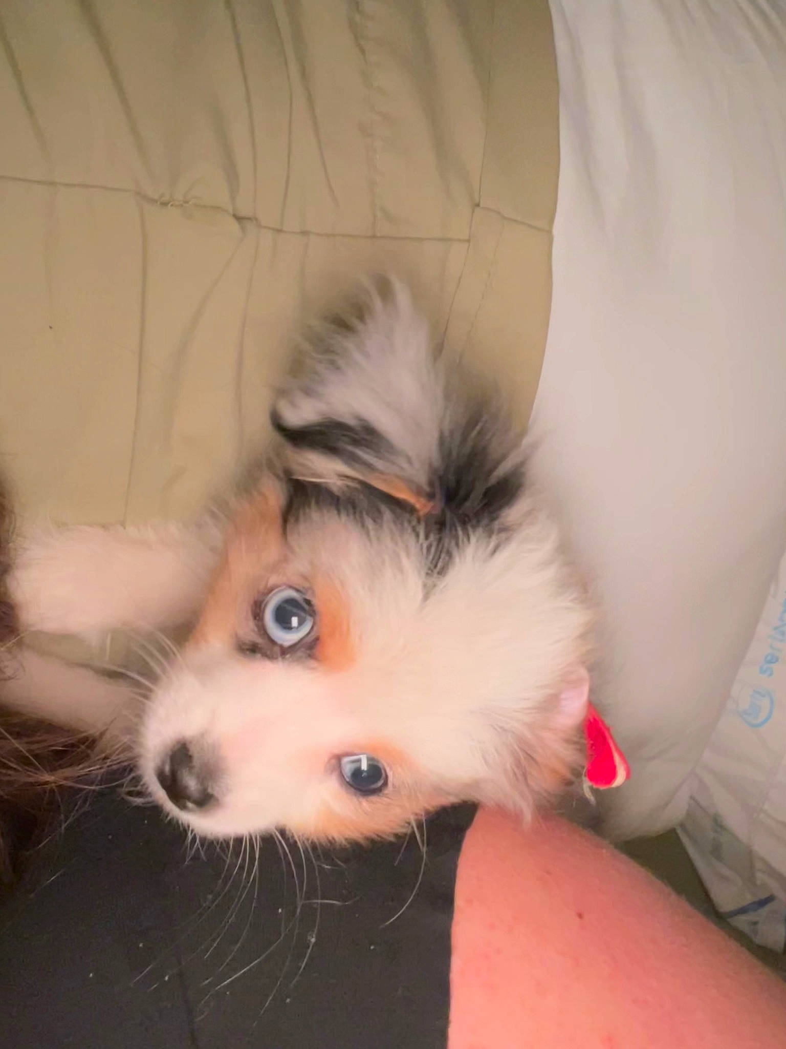 Minnie Pearl Bence is registered to the contest to win money with this photo: canidae, carnivore, comfort, companion_dog, dog, dog_breed, dog_supply, ear, eyelash, fawn, fur, german_spitz, non_sporting_group, snout, spitz, sporting_group, toy_dog, volpino_italiano, whiskers, working_animal