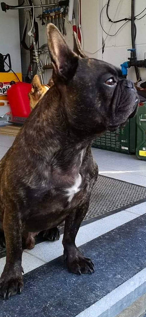 Michel a rejoint le concours — aidez-le/la à gagner de superbes lots ! american_pit_bull_terrier, american_staffordshire_terrier, ancient_dog_breeds, canidae, carnivore, companion_dog, dog, dog_breed, fawn, french_bulldog, mammal, molosser, non_sporting_group, rare_breed_dog, snout, vertebrate