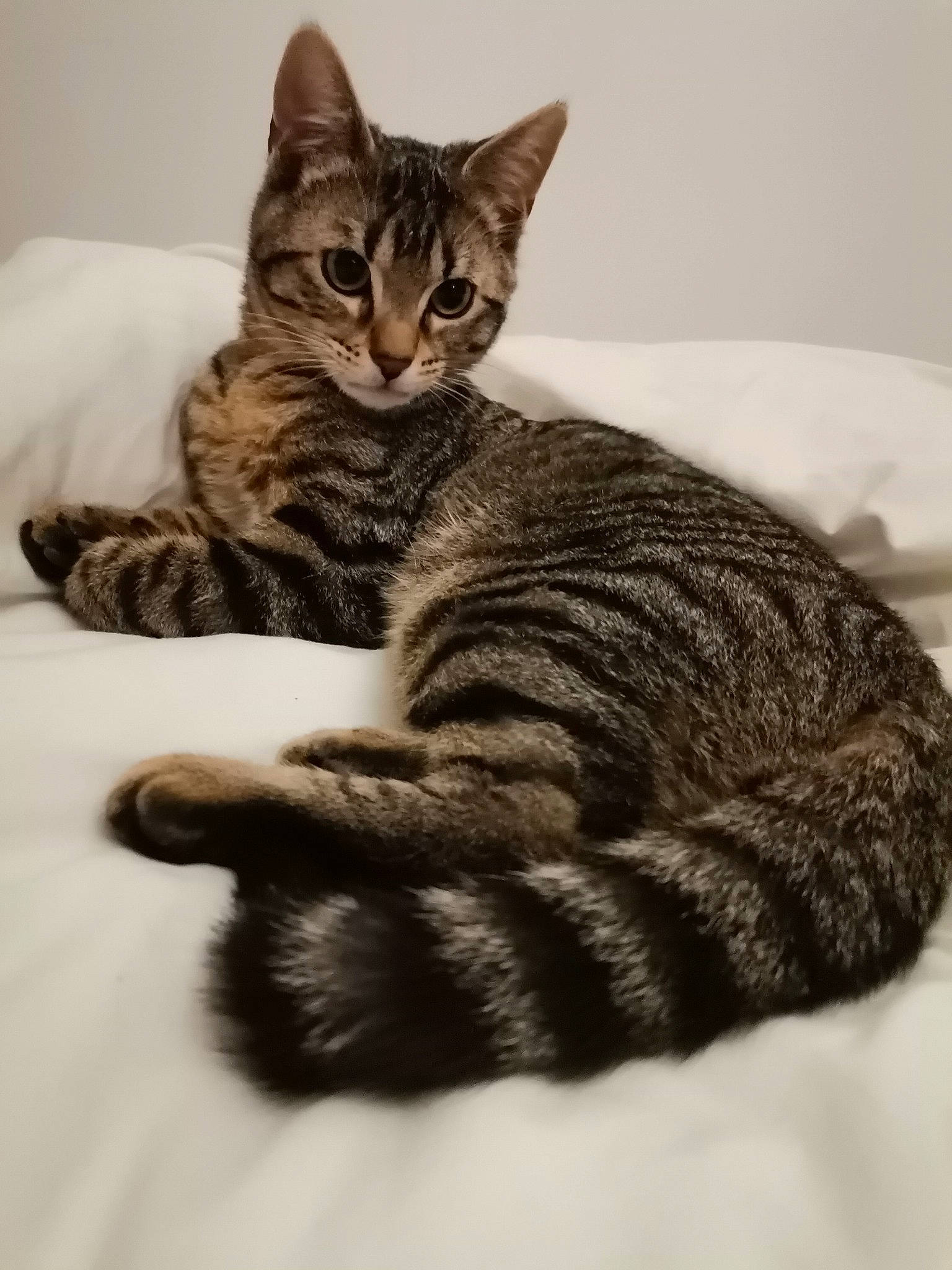 Rossi a rejoint le concours — aidez-le/la à gagner de superbes lots ! carnivore, cat, claw, comfort, domestic_short_haired_cat, felidae, fur, paw, sitting, small_to_medium_sized_cats, snout, tail, terrestrial_animal, tree, whiskers