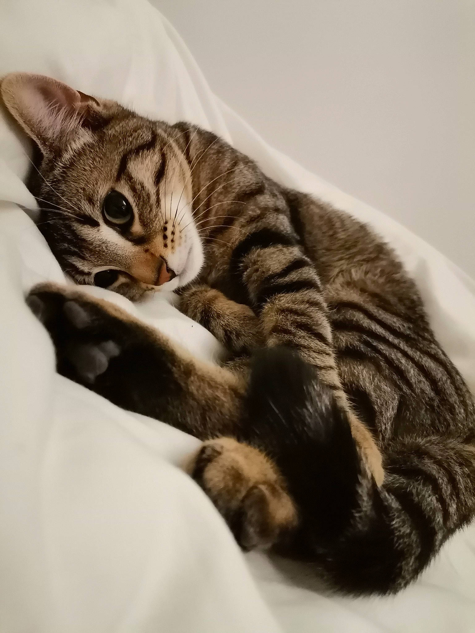 Rossi participe au concours pour gagner de l'argent avec cette photo : carnivore, cat, claw, comfort, domestic_short_haired_cat, eye, fawn, felidae, fur, grey, nap, paw, sitting, small_to_medium_sized_cats, snout, tail, terrestrial_animal, tree, whiskers, wildlife