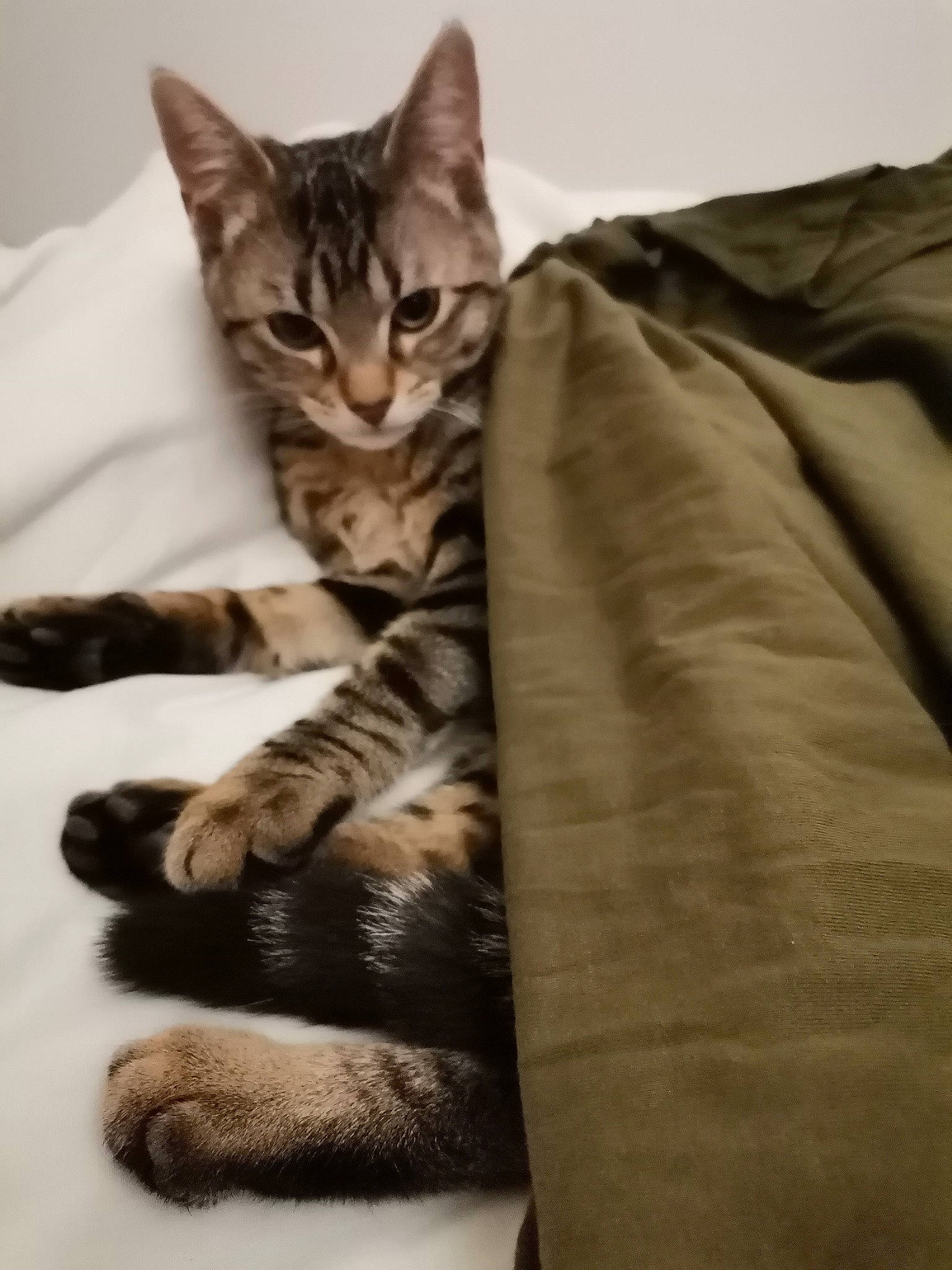 Rossi participe au concours pour gagner de l'argent avec cette photo : carnivore, cat, cat_supply, claw, comfort, domestic_short_haired_cat, felidae, fur, paw, sitting, small_to_medium_sized_cats, snout, tail, terrestrial_animal, whiskers