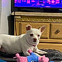 Luna joined the competition — help win amazing prizes! dog, white_dog, small_dog, toy, plush_toy, pink_toy, blue_toy, blanket, wooden_dresser, furniture, television, indoor, pet, relaxing, collar, lying_down, living_room, household, cute, domestic_animal