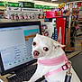 Luna is registered to the contest to win money with this photo: dog, white_dog, pink_harness, store, checkout_counter, computer_screen, point_of_sale, retail, pet, leash, keyboard, shopping, aisle, product_display, cash_register, indoor, curious_expression, small_dog, pet_in_store, store_interior